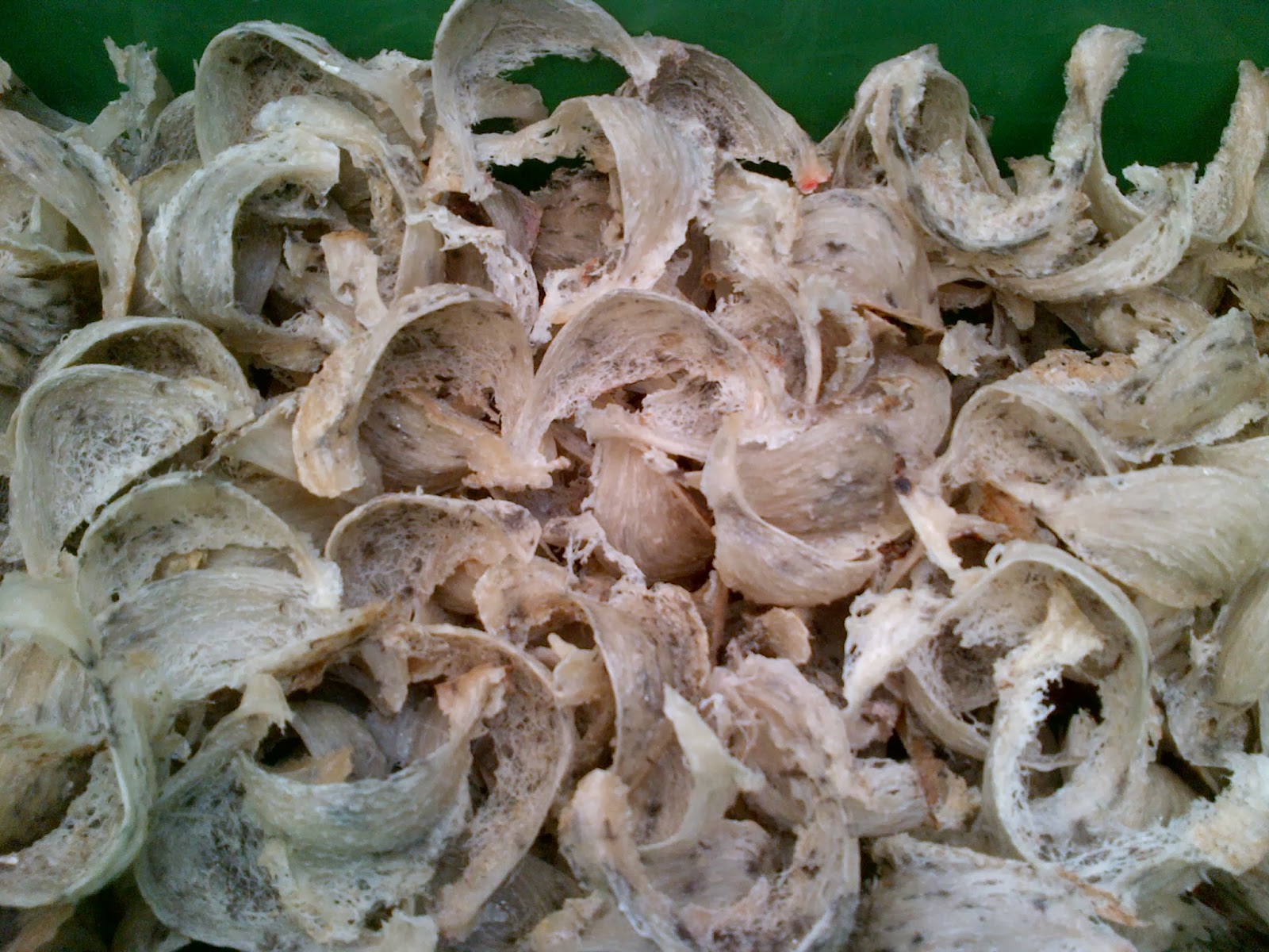 cuci sarang walet Langsa