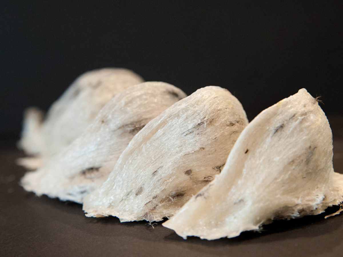 cuci sarang walet Pekanbaru