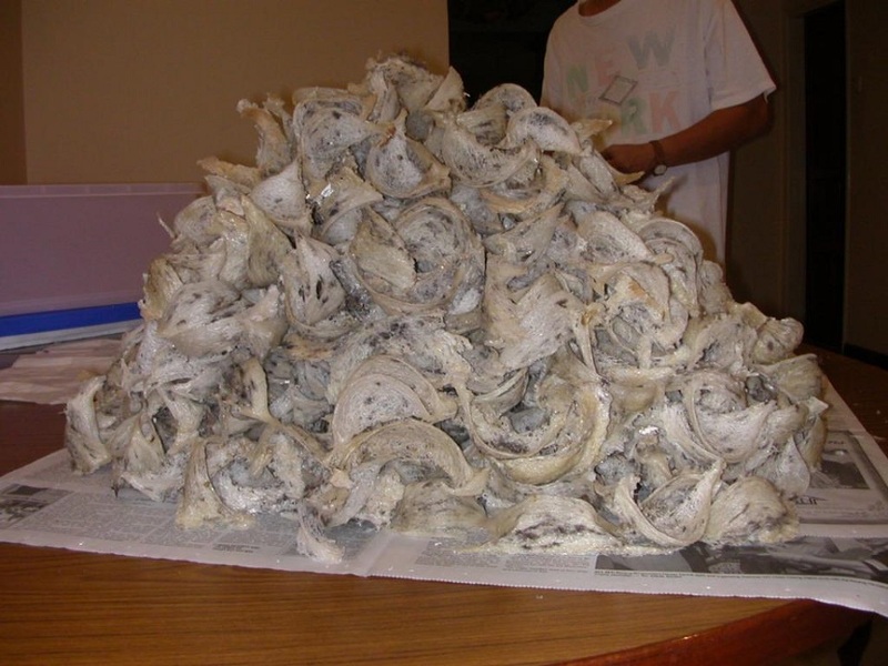 harga jasa cuci sarang walet Pekanbaru