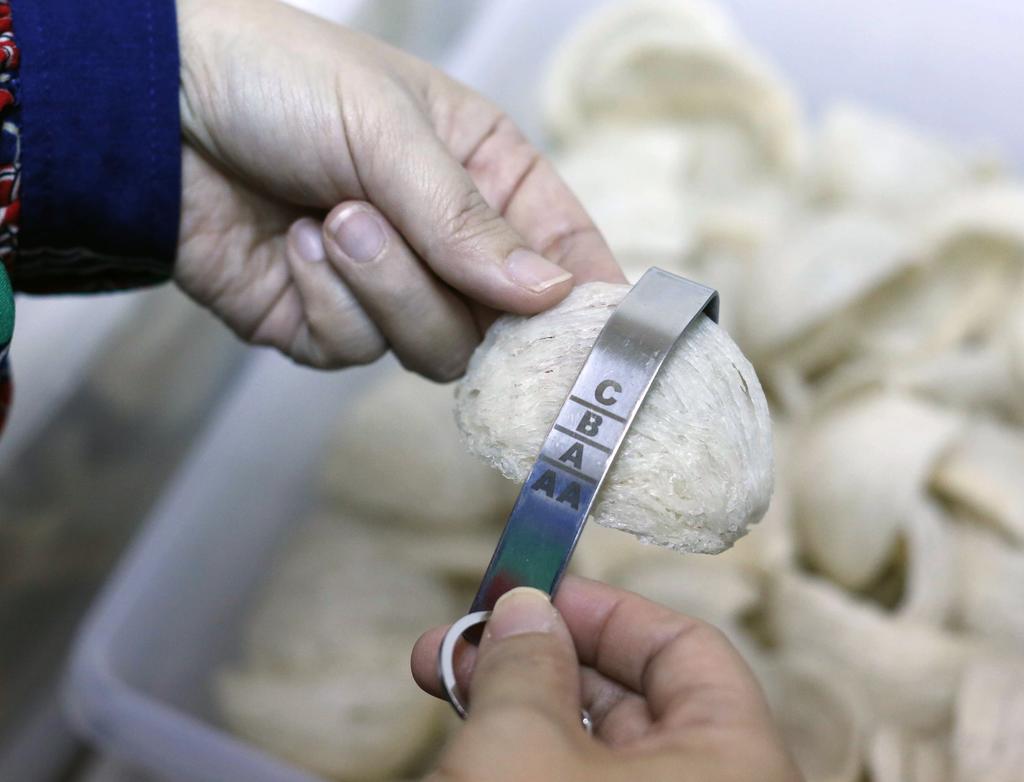 jasa cuci sarang walet Pekanbaru