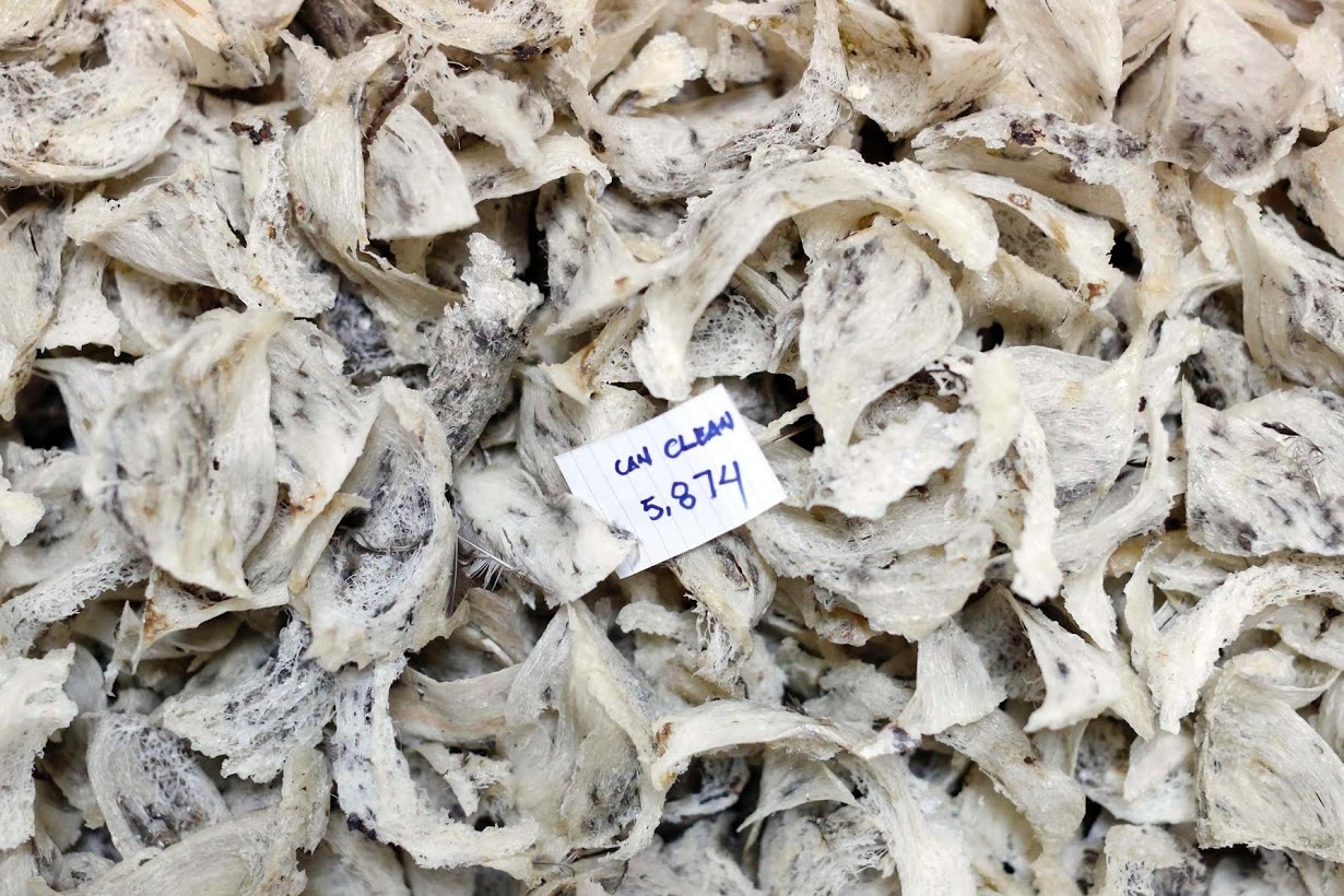 jasa cuci sarang walet Cirebon