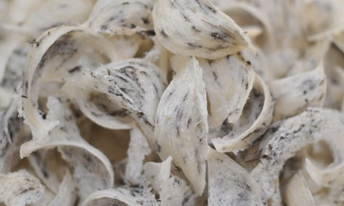 jasa cuci sarang walet Serang