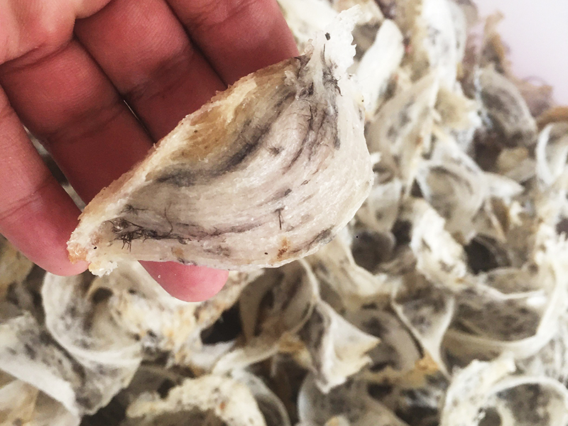 jasa cuci sarang walet Langsa